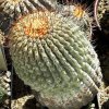 Copiapoa_haseltoniana_1